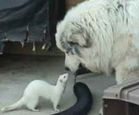 huron con otras mascotas.jpg