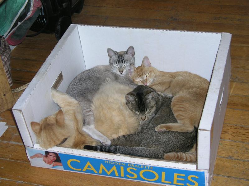 clan gatuno 1.jpg