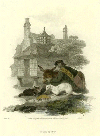 ferthist16pintura hurones.gif