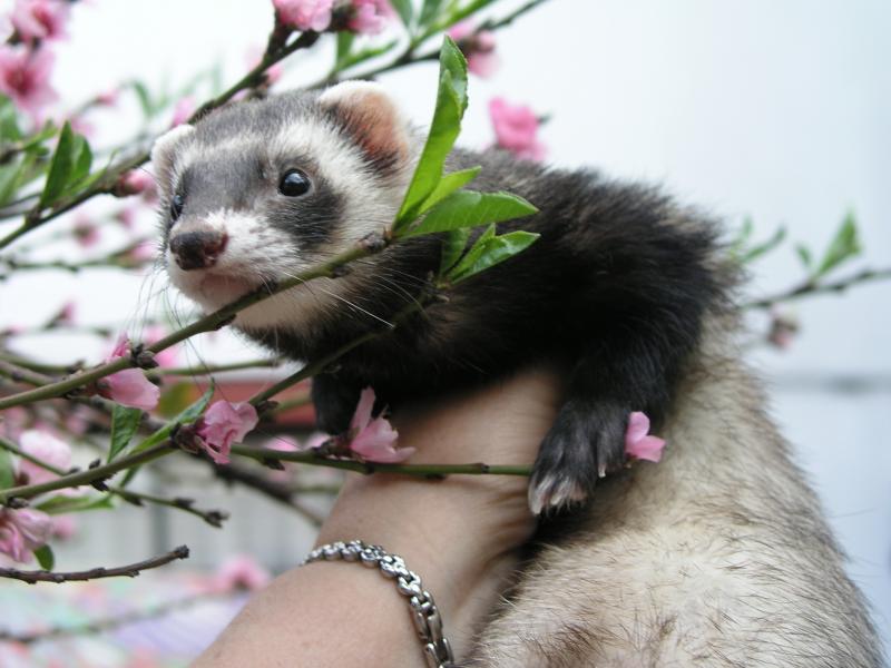 Virgilio primavera 4.jpg