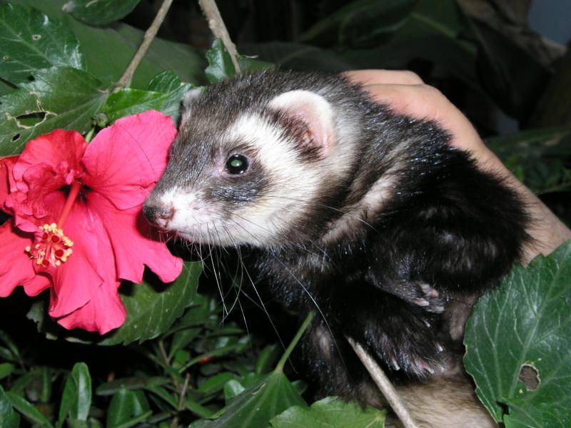 Virgilio primavera 8.jpg