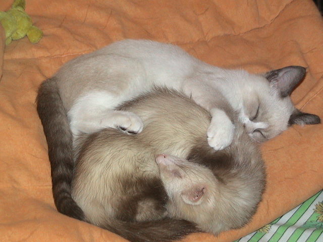 zazzu con gatito dormido.jpeg