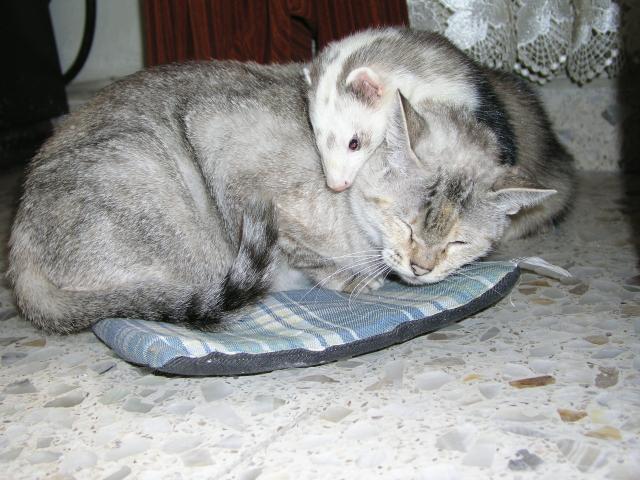 kitty y timo.jpg