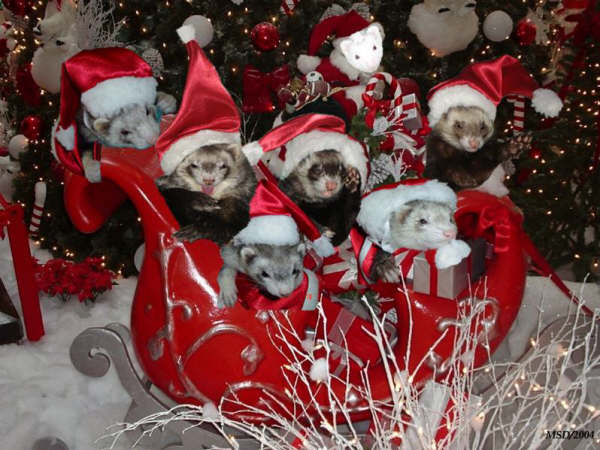 bebes de huron2Navidad.jpg