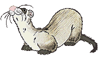 ferret09.jpg