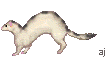 ferrets2.gif