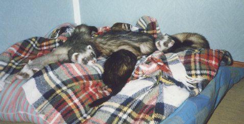 four_ferrets-on_bed pu&ntilde;ado.jpeg