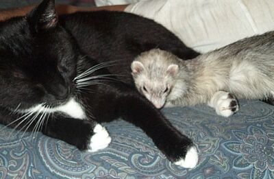 huron con otra mascota5.jpg