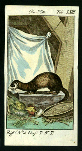 ferthist15pintura hurones.gif