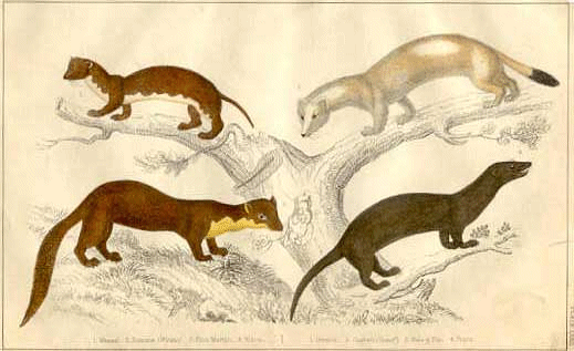 ferthist20pintura hurones.gif