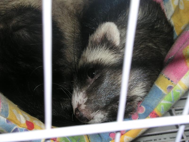 Virgilio dormido 2.jpg