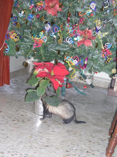 Virgilio navidad.jpg