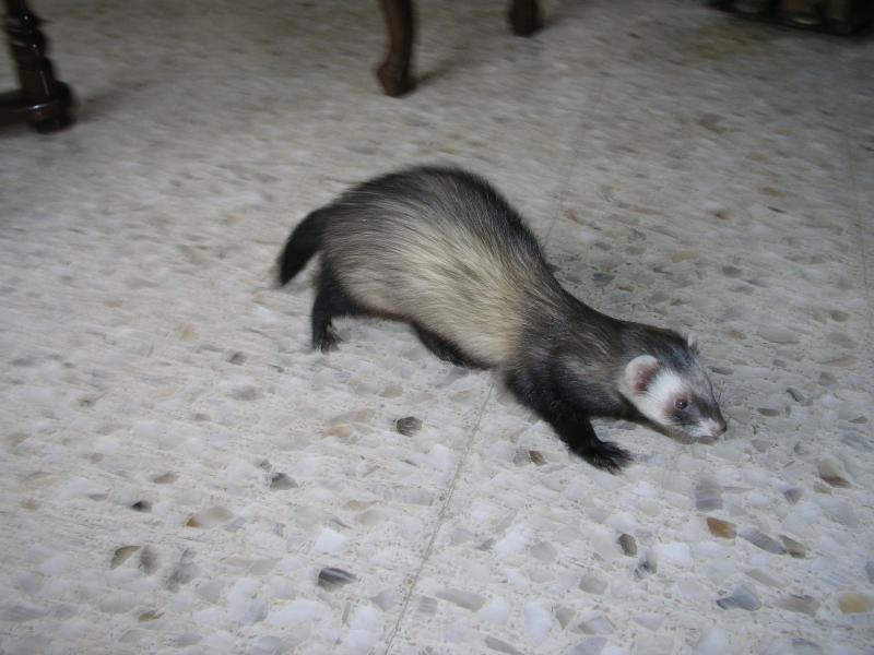 Virgilio primavera 10.jpg