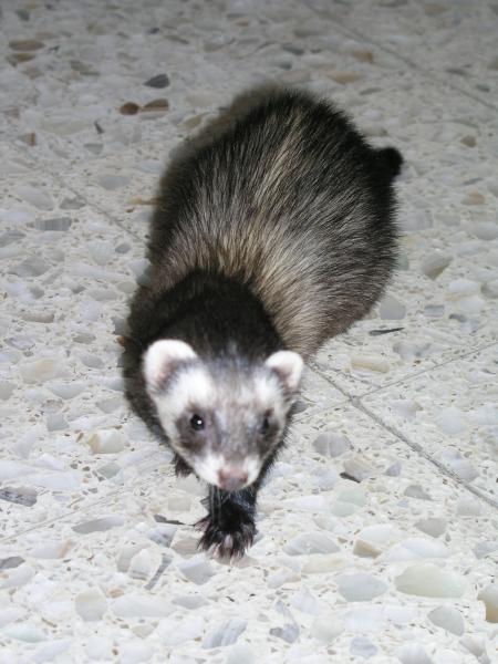 Virgilio primavera 13.jpg