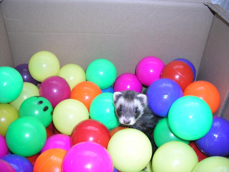 virgilio pelotas.jpeg