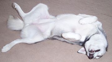 141551896_10acff0112.jpg 141551896_10acff0112.jpg