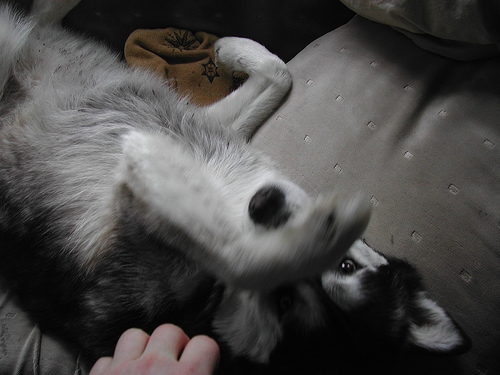 150641759_8b7acec60a.jpg 150641759_8b7acec60a.jpg