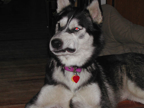 16770262_f5e65529aa.jpg 16770262_f5e65529aa.jpg