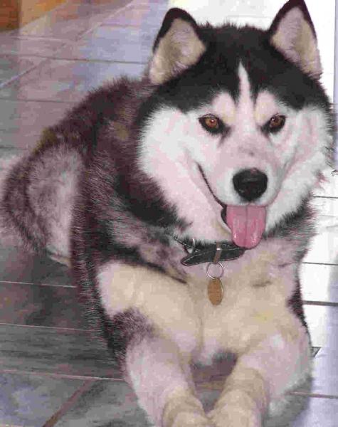 Siberian Husky.jpg Siberian Husky.jpg