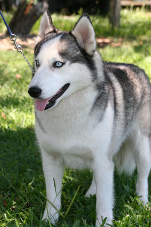 Siberian-Husky300x450.jpg Siberian-Husky300x450.jpg