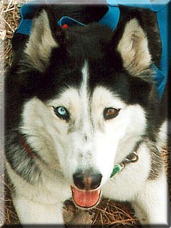 bilkahead.jpg bilkahead.jpg