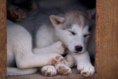 canadian-eskimo-dog-puppies-dog-house-sleeping_10738.jpg canadian-eskimo-dog-puppies-dog-house-sleeping_10738.jpg