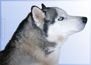 husky.jpg husky.jpg