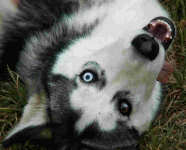 husky_eye.jpg husky_eye.jpg