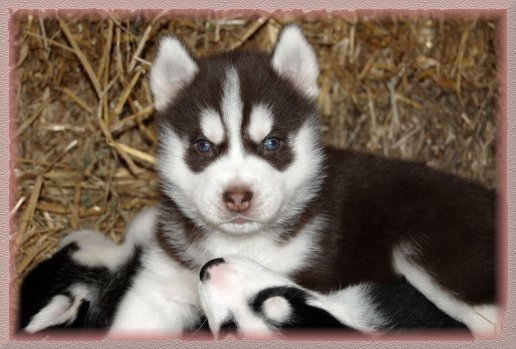 pg4_red_ huskypuppy_23.jpg