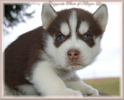 pg4_red_siberianhusky_23.jpg pg4_red_siberianhusky_23.jpg