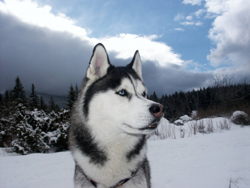 siberian-husky.jpg siberian-husky.jpg