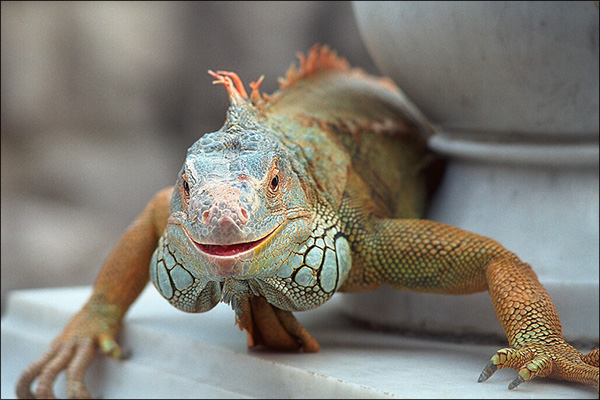Iguana.jpeg Iguana.jpeg