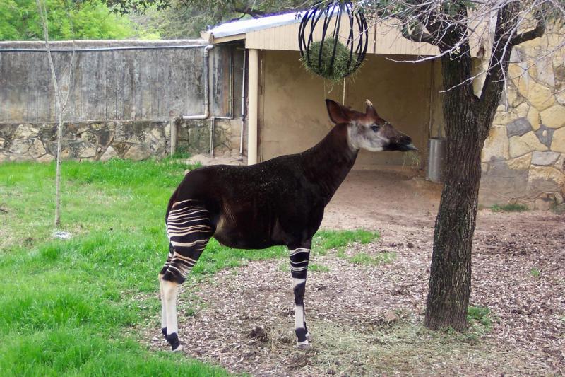 Okapi.JPG