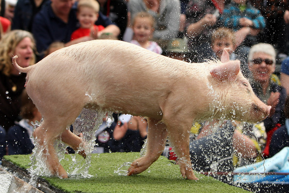 Pigs+Fly+2008+Royal+Melbourne+Show+YZ58xaJk5JXl.jpg