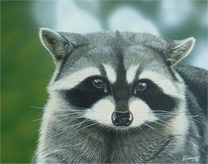 RacoonPaint.jpg