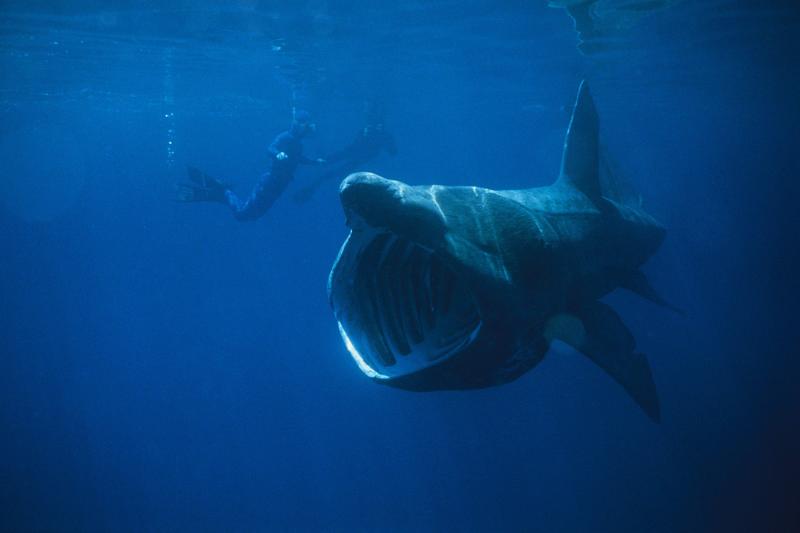20060721061255!Basking_Shark.jpg