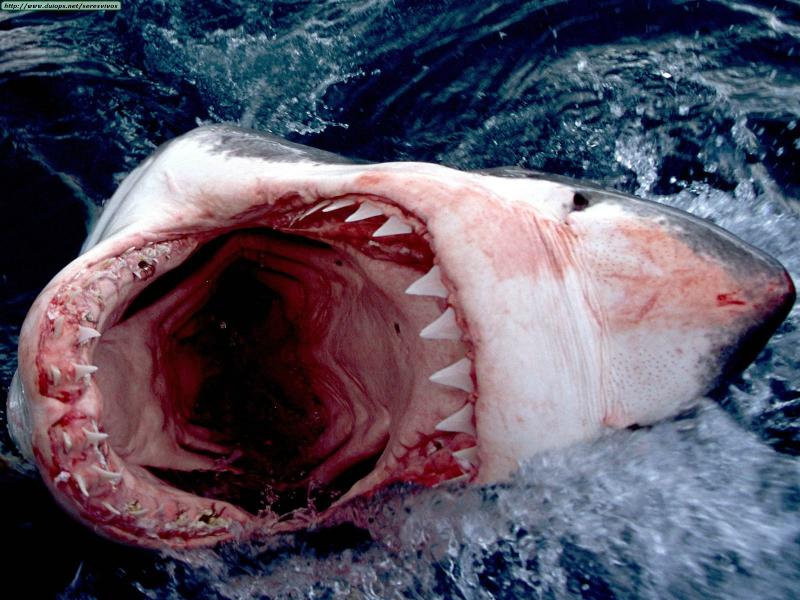 Great White Shark, South Africa.jpg Great White Shark, South Africa.jpg