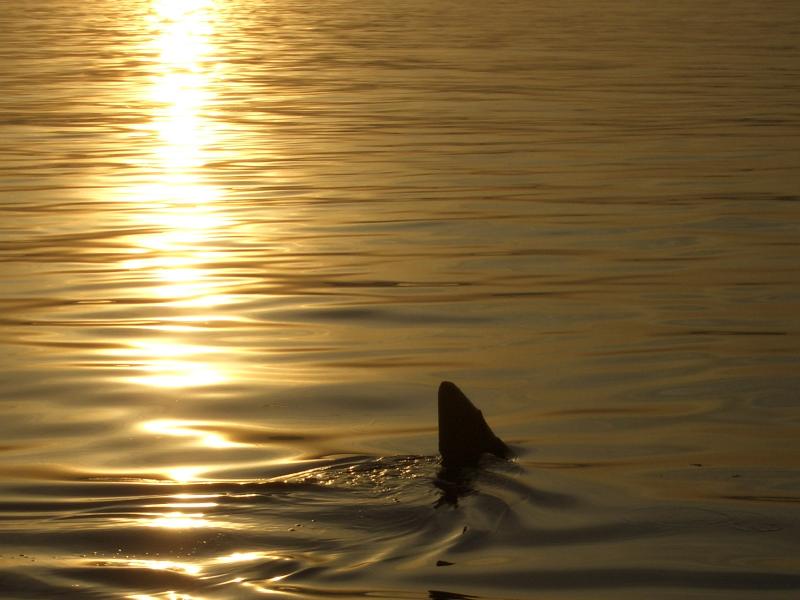 basking-shark-at-sunset-june-2006.jpg basking-shark-at-sunset-june-2006.jpg