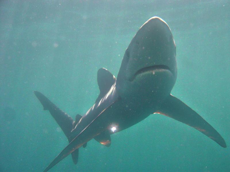 shark1.jpg shark1.jpg