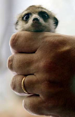 mson_behold.jpg mson_behold.jpg