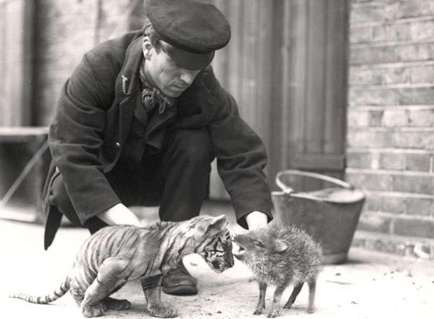 tigreypecari_.jpg tigreypecari_.jpg