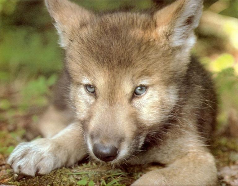 MexicanWolf-Puppy.jpg MexicanWolf-Puppy.jpg