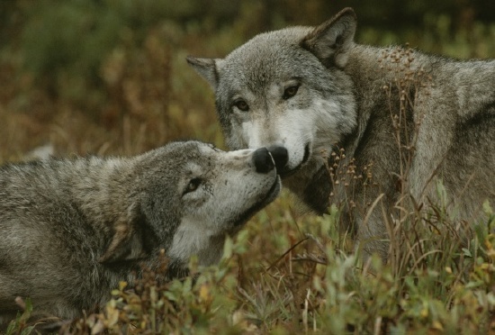 Pictopia.jpg Pictopia.jpg