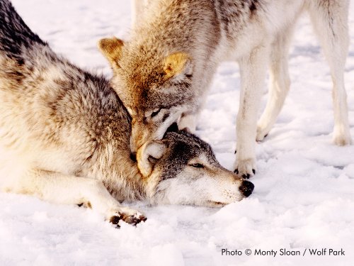 Seneca_pinning_Chetan.jpg Seneca_pinning_Chetan.jpg