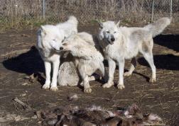 100_1224-252x178.jpg 100_1224-252x178.jpg