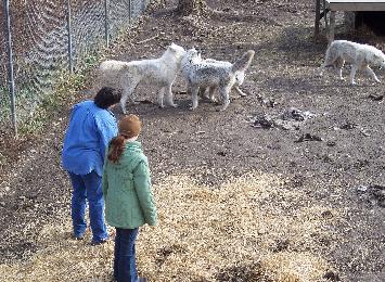 100_1310-355x260.jpg 100_1310-355x260.jpg