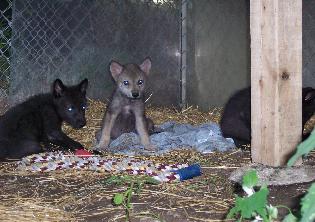 100_1366-315x222.jpg 100_1366-315x222.jpg