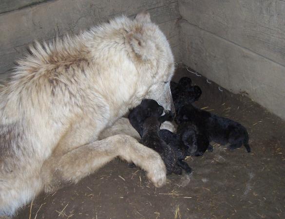 100_1583-585x450.jpg 100_1583-585x450.jpg