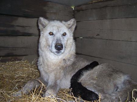 100_1721-450x337.jpg 100_1721-450x337.jpg