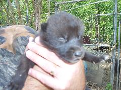 100_1742-240x179.jpg 100_1742-240x179.jpg